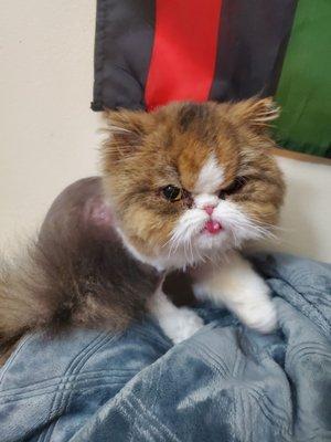 She's kneading after her furcut. She looks so happy!