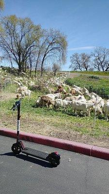 scooter n goats