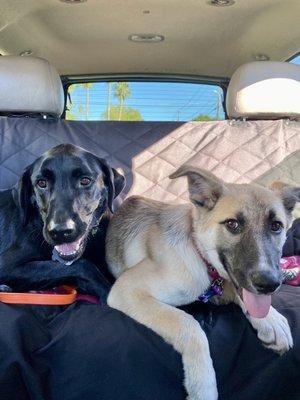 Storm and our previously rescued lab, Blue. They love each other