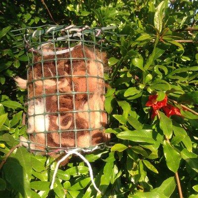 Nesting material for the birds. Fleece basket hanging on pomma granate tree.