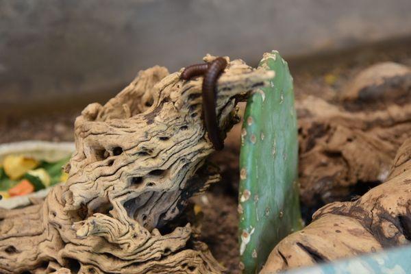 Albuquerque Biological Park