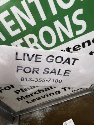 Anyone need a goat?