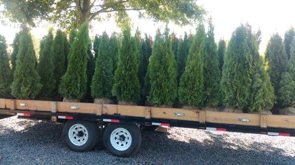 We have 12 variety of arborvitae to choose from. These make great privacy screenings!