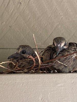 Pigeon babies at the park