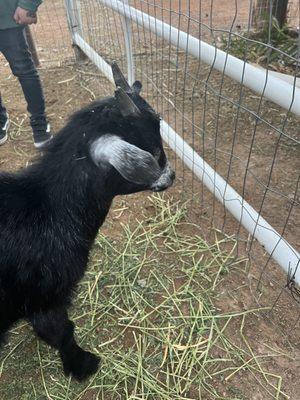 Petting zoo with sheep and goats