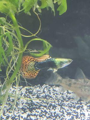 Male dumbo mosaic guppy bought from The Deep.