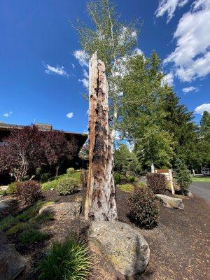 Cool Tree near resort