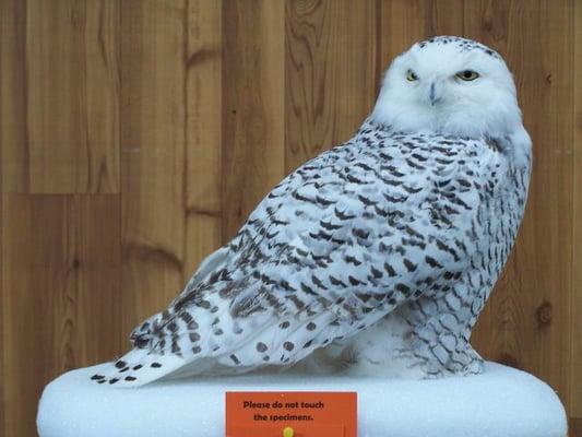 Very lifelike Snowy Owl mount at the International Owl Center.