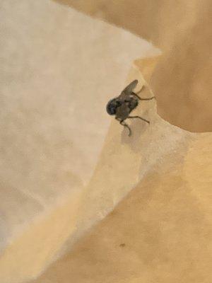 FLY Buzzing me. He's on the paper for my QUICHEI TRIED TO SHOO HIM, but HE KEEPS COMING BACK...!!!!