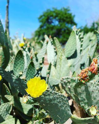 Cactus garden