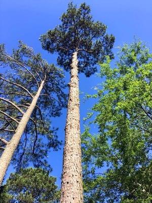 We were called to take down these 100 ft pines!