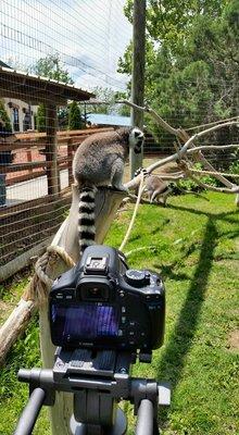 Creative Cannon at the Amarillo ZOO!