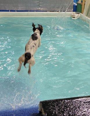 Our Oscar having a great time in the pool!