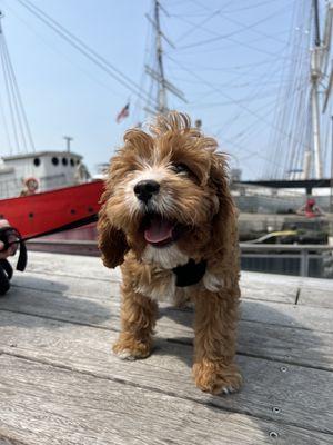 Buddy loves the Seaport because he gets to visit his friends at Seaport Paw!