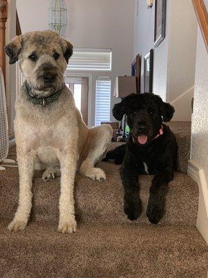 Sisters just hanging out and enjoying each other.. For only a few minutes then the rough housing begins all over.