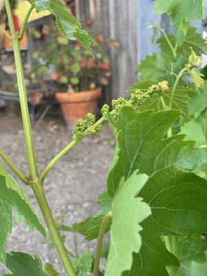 Coquelicot Organic Estate Vineyard