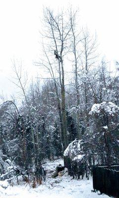 11/19/19 Chugach Electric cutting down beautiful trees.