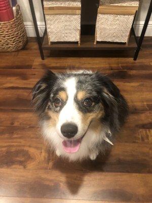 My happy girl Sequoia loves the Dirty Dog groomers!