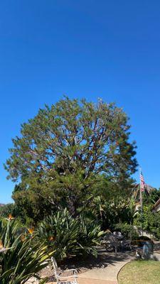 season to prune your pine trees