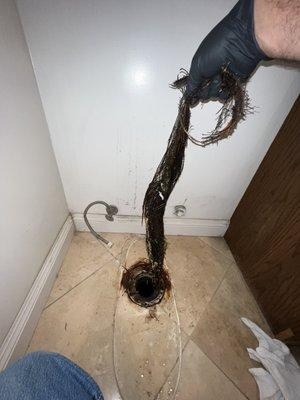 Roots inside the toilet bend.