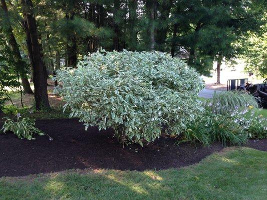 Mulch/plant install