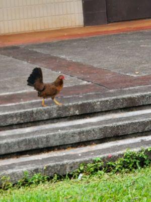 I saw wild chickens running around the park.