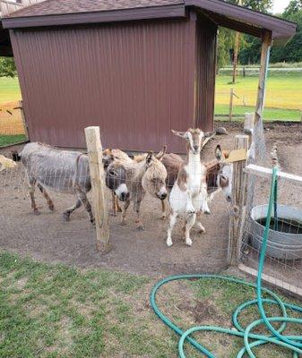 Petting zoo (picture from website)