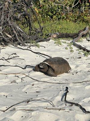 We found a tortoise!