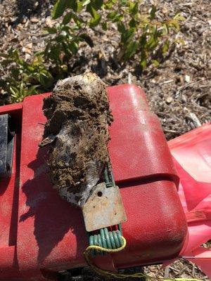 Gopher extracted from front lawn