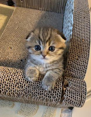 Are you looking for a beautiful Scottish fold kitten? Text or call us at 716-220-7777