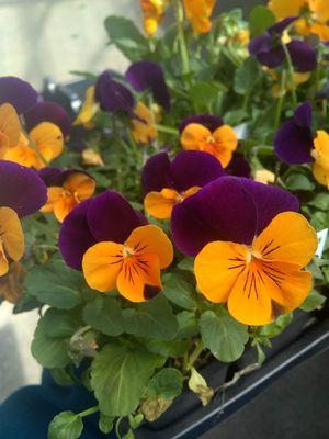 Gorgeous viola from Fasel's.