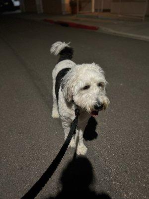 Antonio is always available to walk dogs at any time