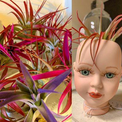 #Airplants have been restocked!  #springhassprung #vilmvt #opendaily