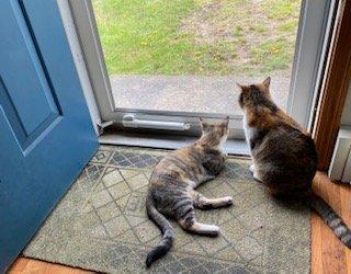 Sugar and Spice enjoy watching birds & squirrels safely from indoors.