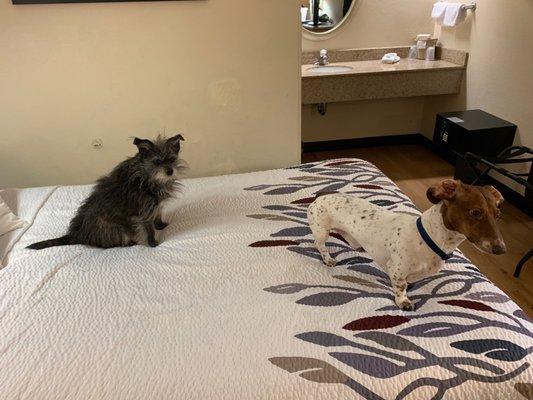 Dogs enjoying the bed.