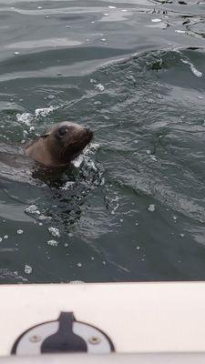 The puppy of the sea, begging for fish!