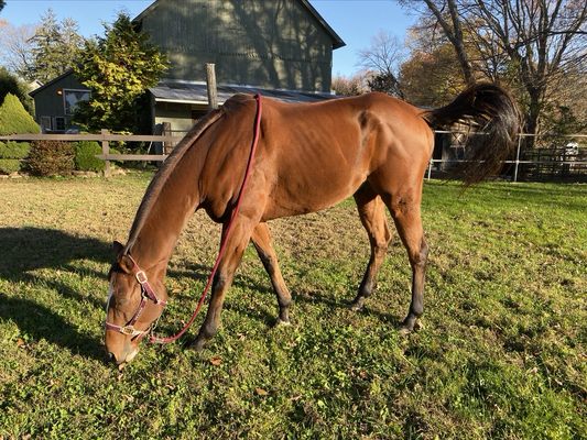 Shoreline Equestrian Center