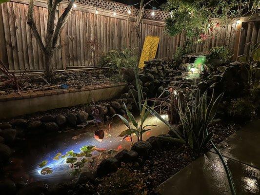 Plants and lighting from Connie's koi pond