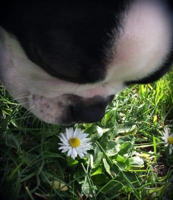 Murray with spring flowers