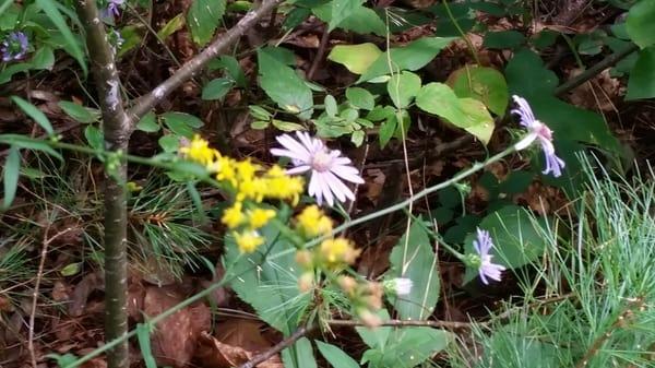 Flora on trail