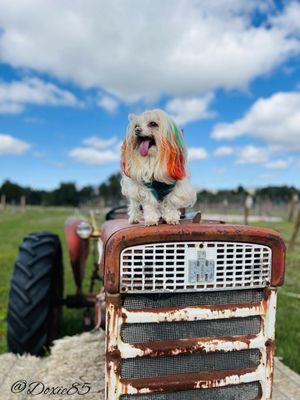 King of the farm jk