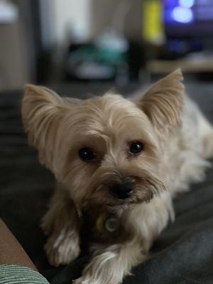 Naseem the Dream lounging after his spa day at the Life of Riley with his groomer "Sunshine"! Wonderful job Sunshine! Thanks a load!!