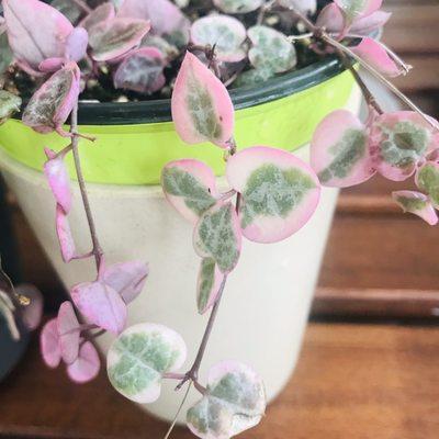 Variegated string of hearts