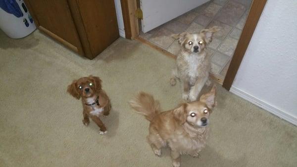 My three babies getting ready to see Dr.R/ Sleeping after their shots and just hanging around.