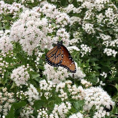 Gorgeous butterfly, one of thousands we saw in October 2020