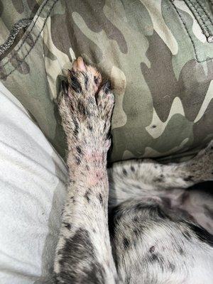 infected paw