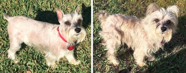 Mitzy, a Miniature Schnauzer Rescue of Houston dog, was transformed from a tangled mess to a perfectly groomed schnauzer.