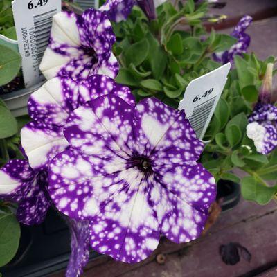 Lovely petunias