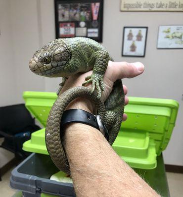 Solomon Island Skink