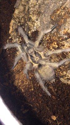 Trinidad Olive Tarantula